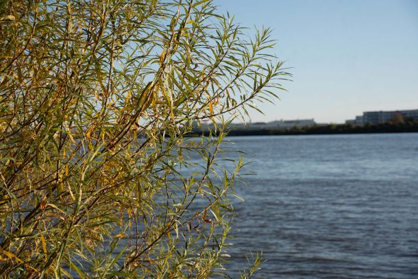 Aussicht auf die Elbe